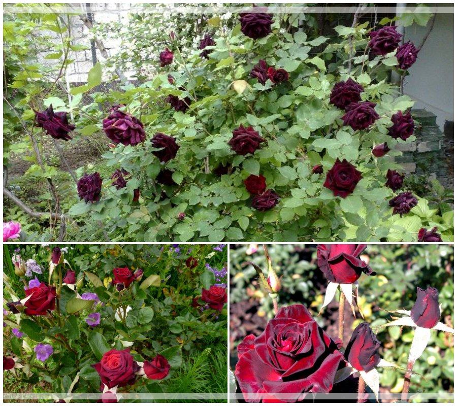 Black Baccara róża wielkokwiatowa